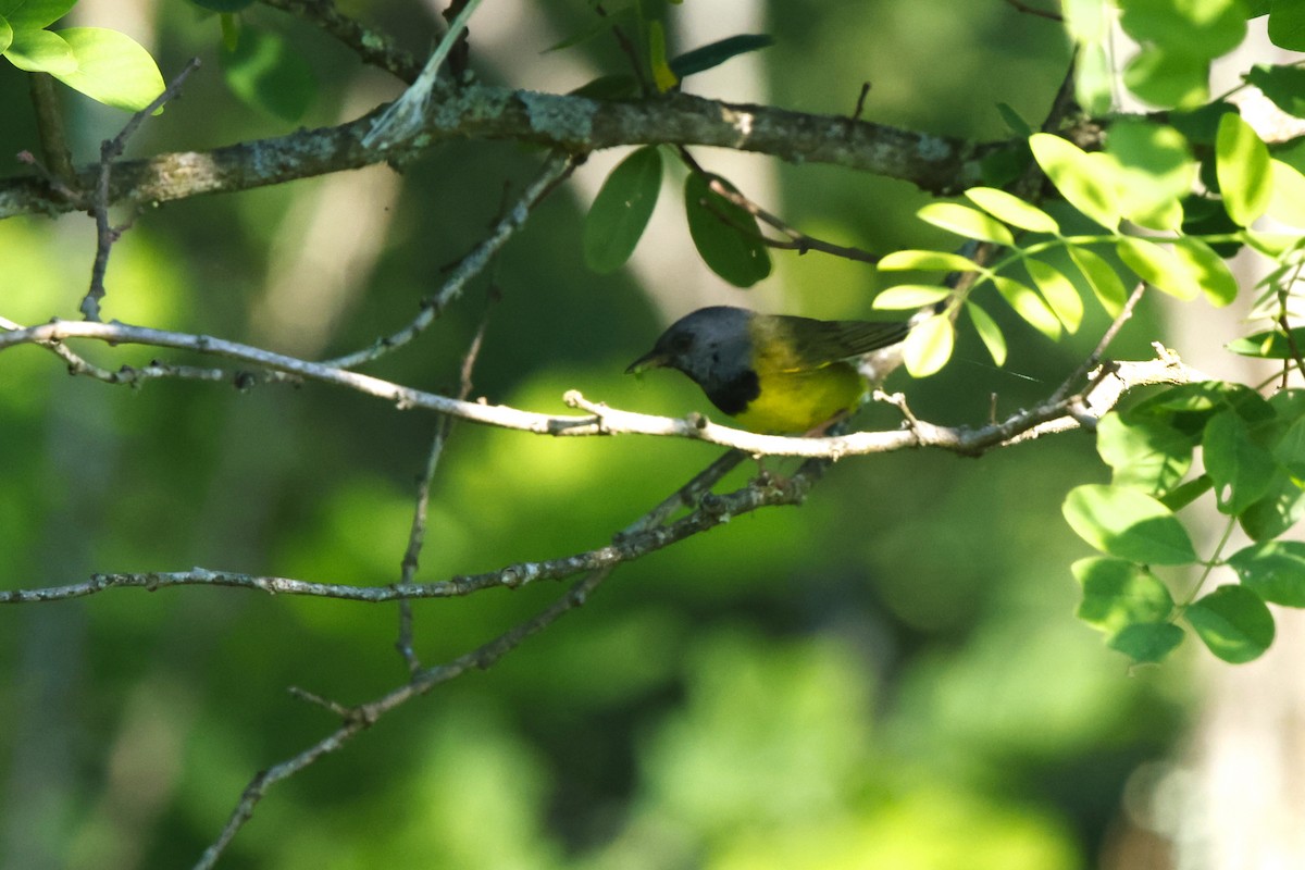 Mourning Warbler - ML620681972