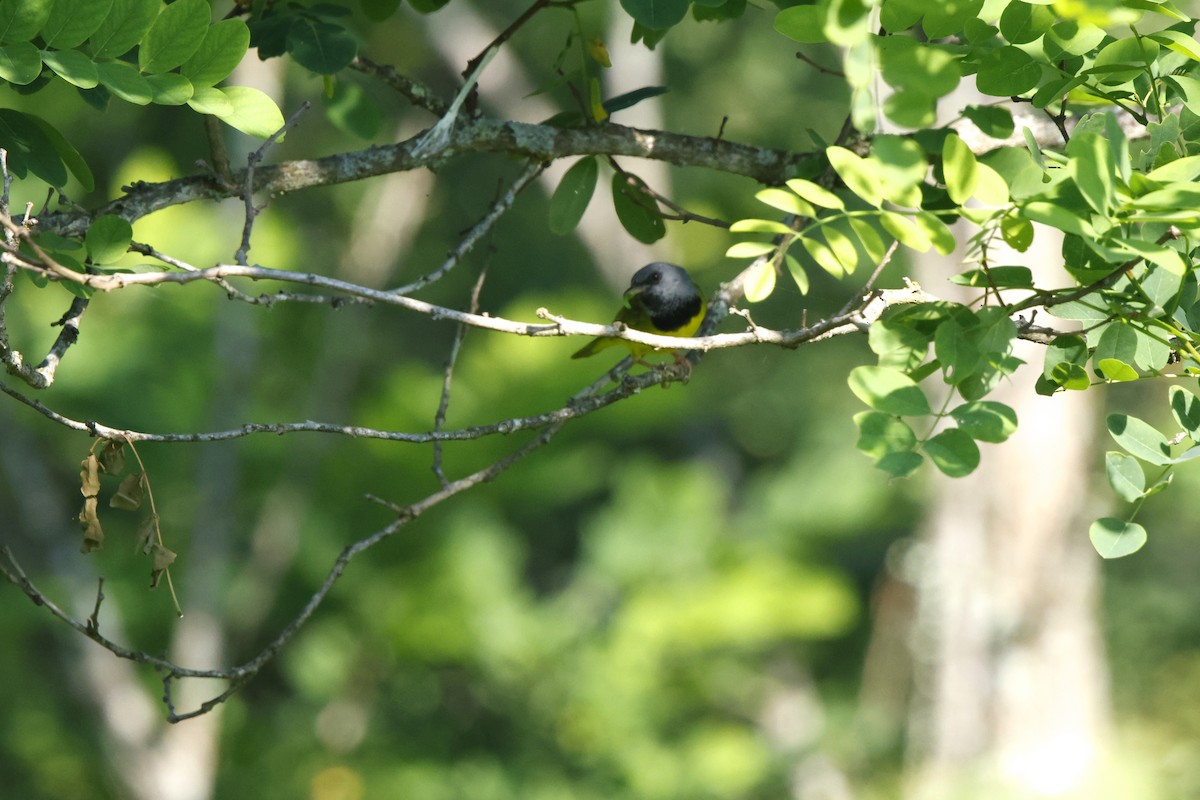 Mourning Warbler - David Mayle