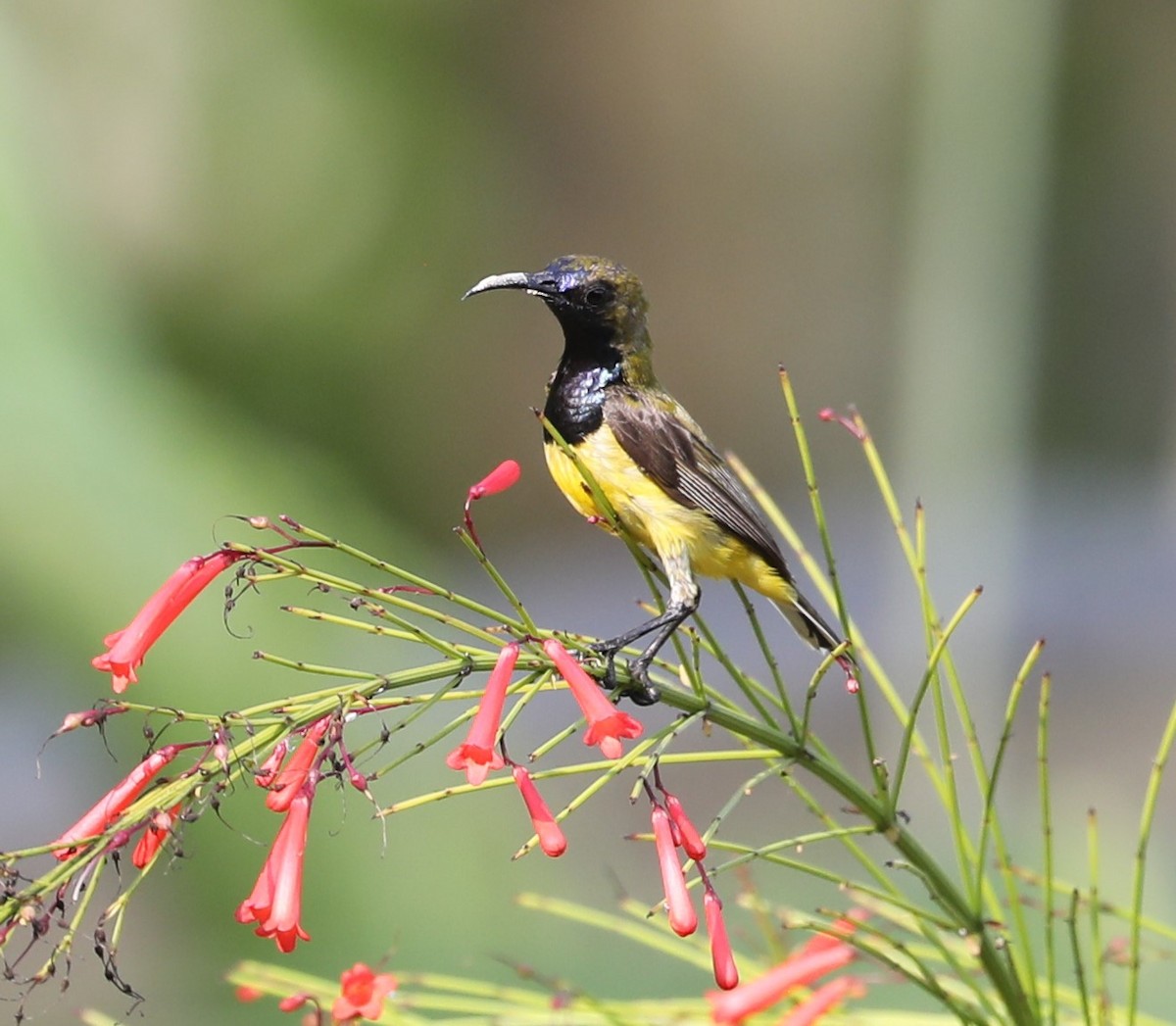 Ornate Sunbird - ML620681978