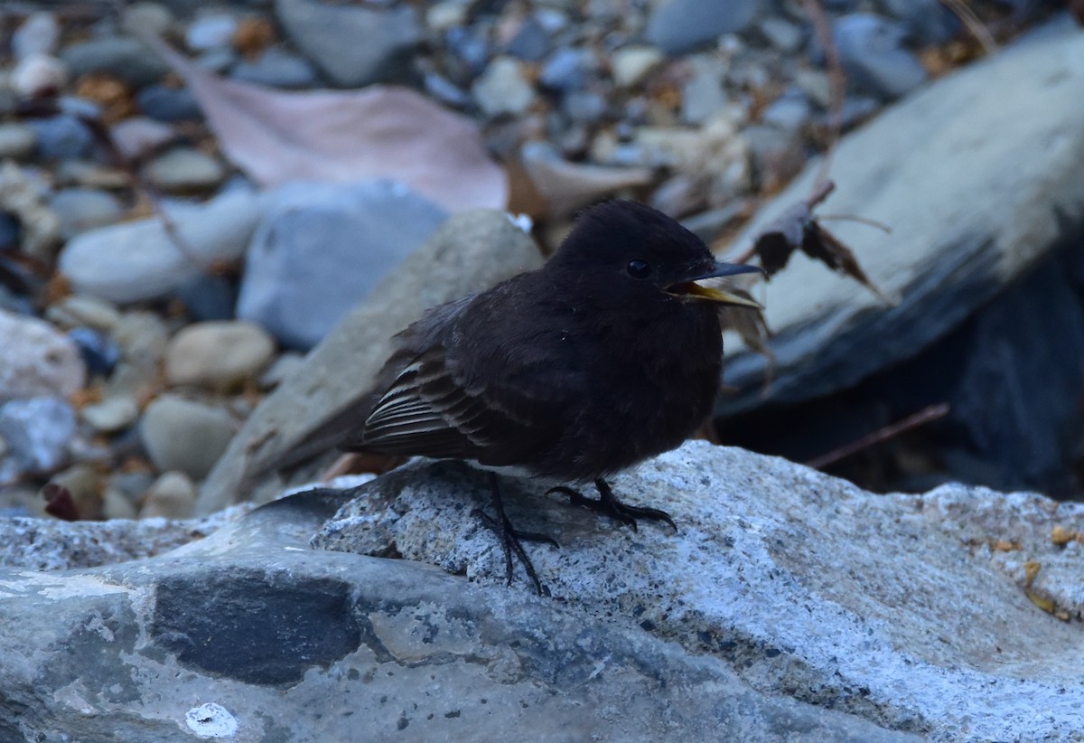 Black Phoebe - ML620681982