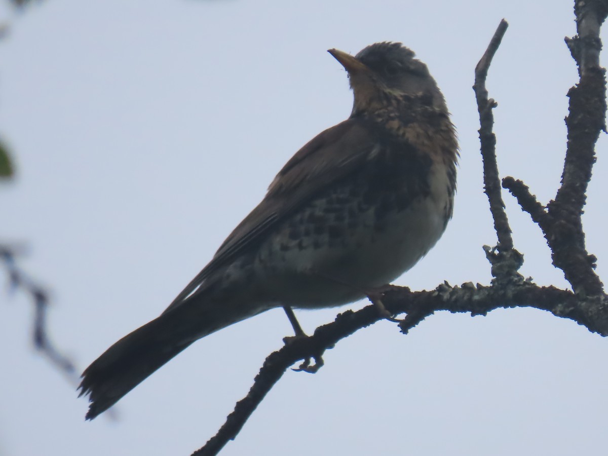 Fieldfare - ML620681984