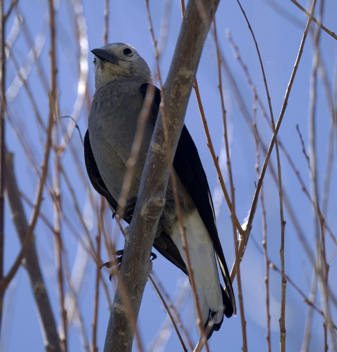 Clark's Nutcracker - ML620681985