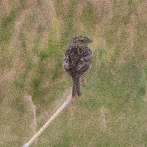 Grasshopper Sparrow - ML620681987