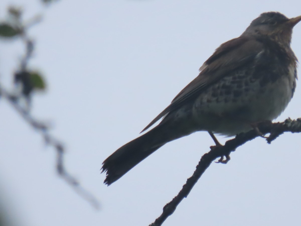 Fieldfare - ML620681988