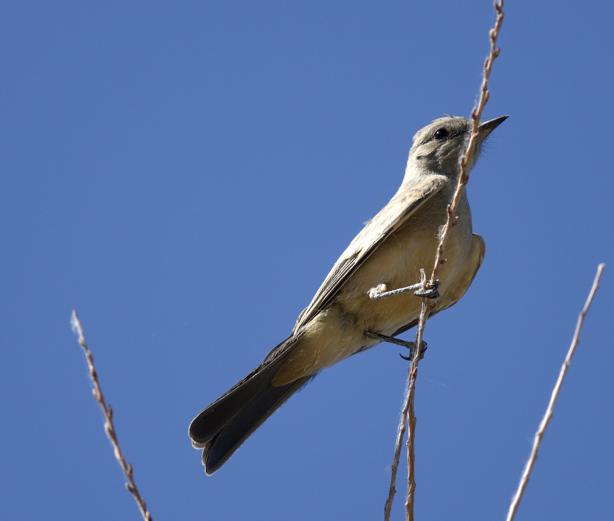 Say's Phoebe - ML620681989