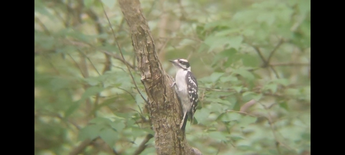 セジロコゲラ（pubescens／medianus） - ML620681990