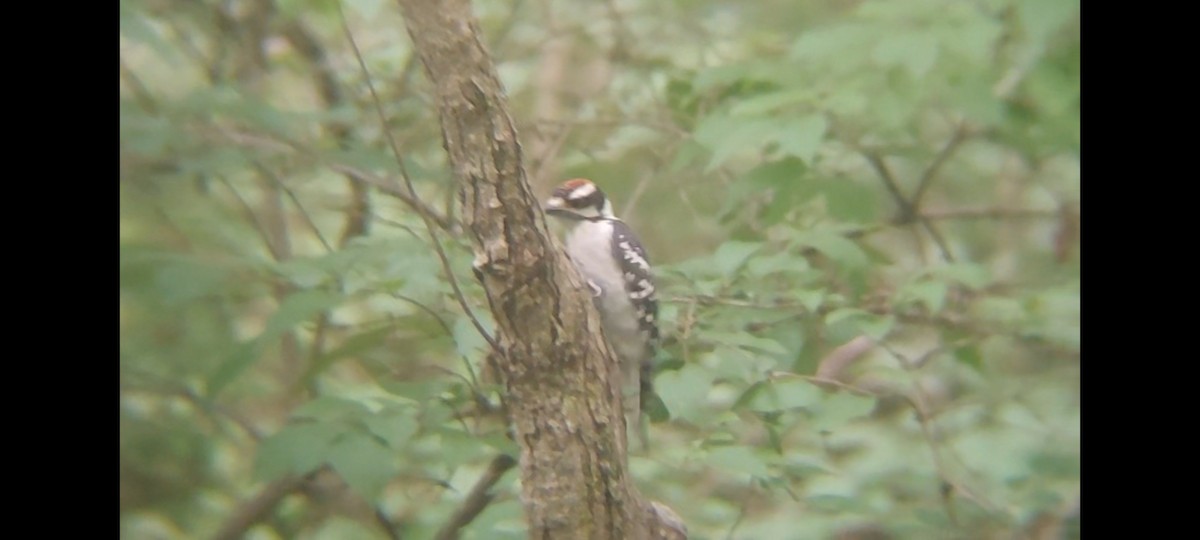 Downy Woodpecker (Eastern) - ML620681991