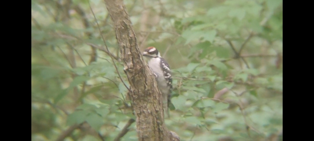 セジロコゲラ（pubescens／medianus） - ML620681991