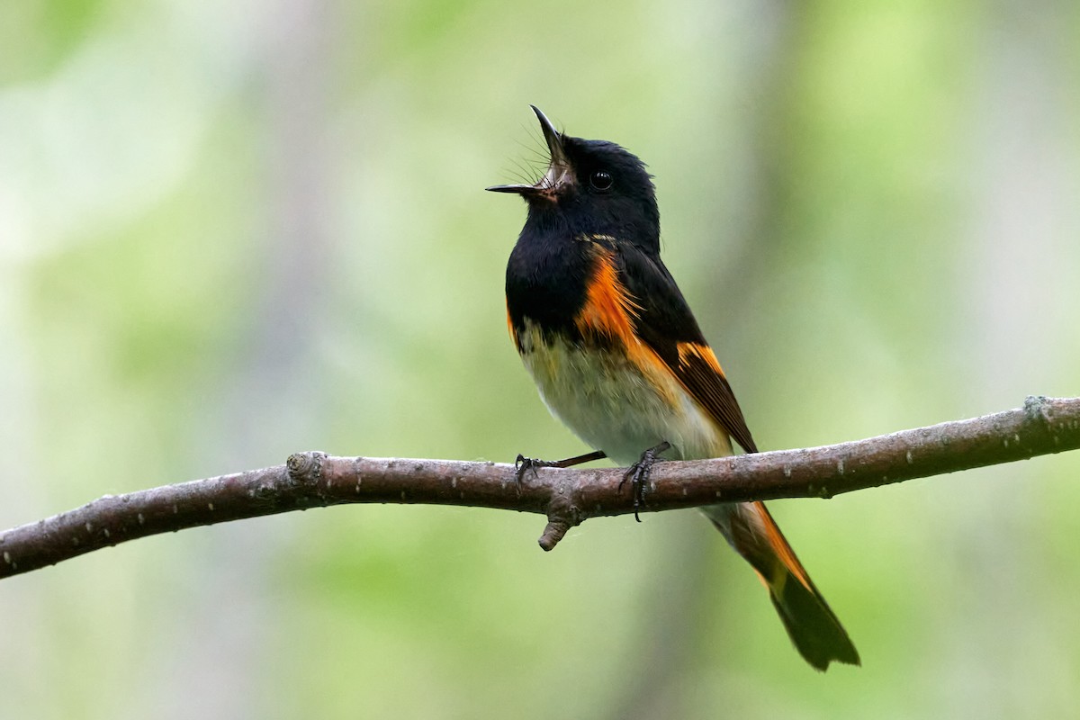 American Redstart - ML620681997