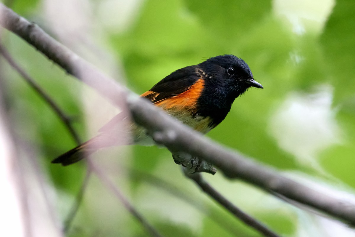 American Redstart - ML620681998