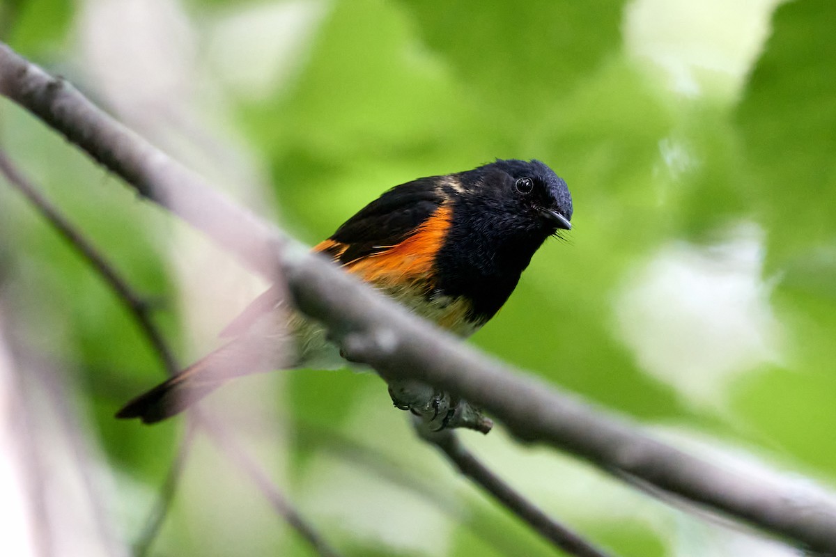 American Redstart - Patrice St-Pierre