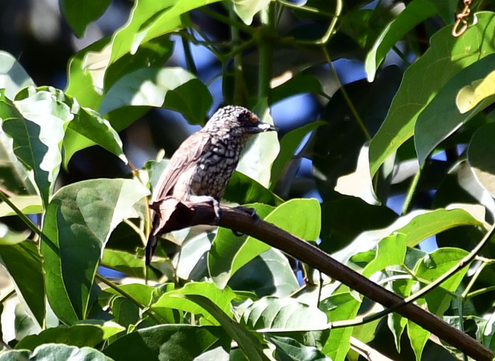 Bar-breasted Piculet - ML620682032