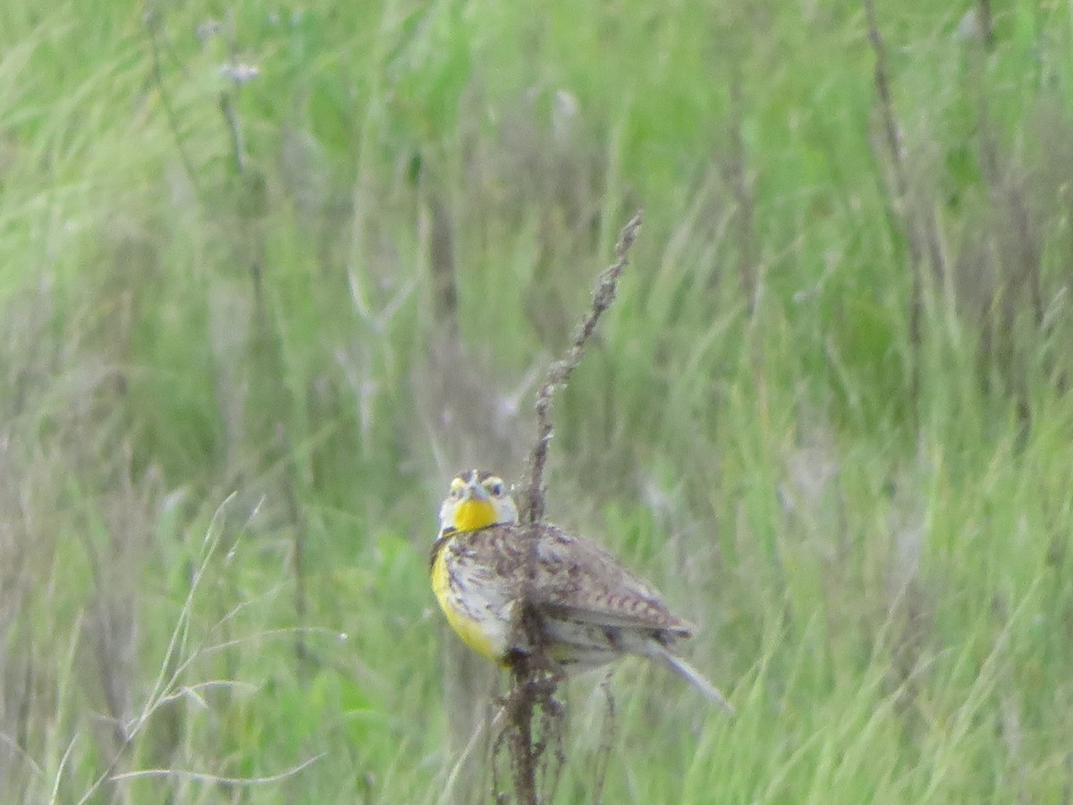 Western Meadowlark - ML620682036