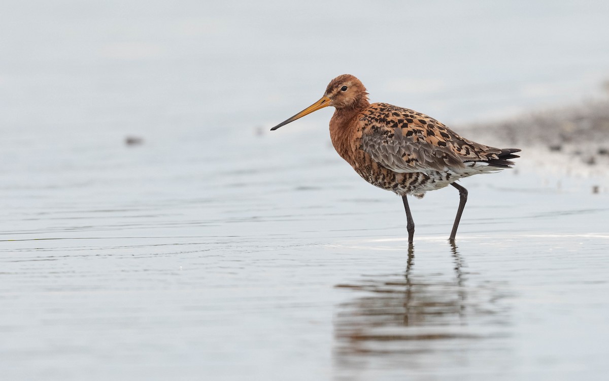 Black-tailed Godwit (islandica) - ML620682046