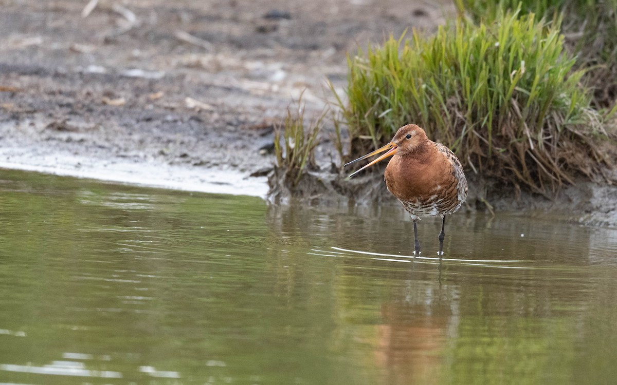 Black-tailed Godwit (islandica) - ML620682047