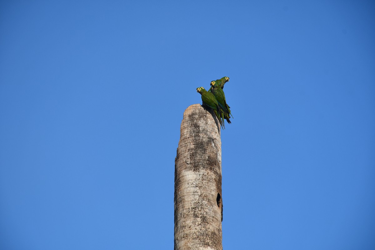 Red-bellied Macaw - ML620682051