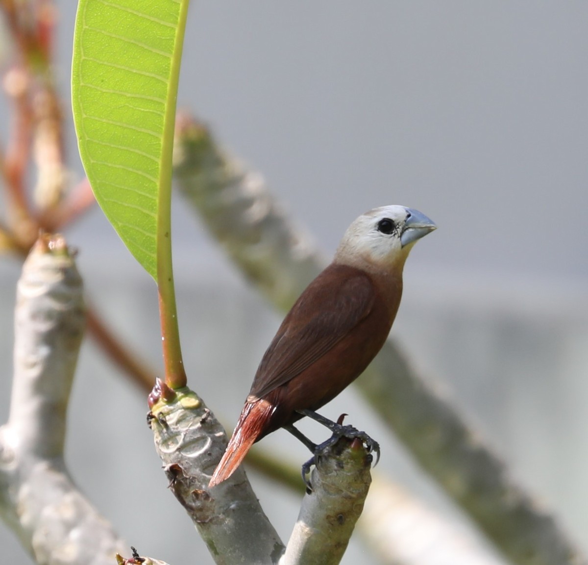 White-headed Munia - ML620682053