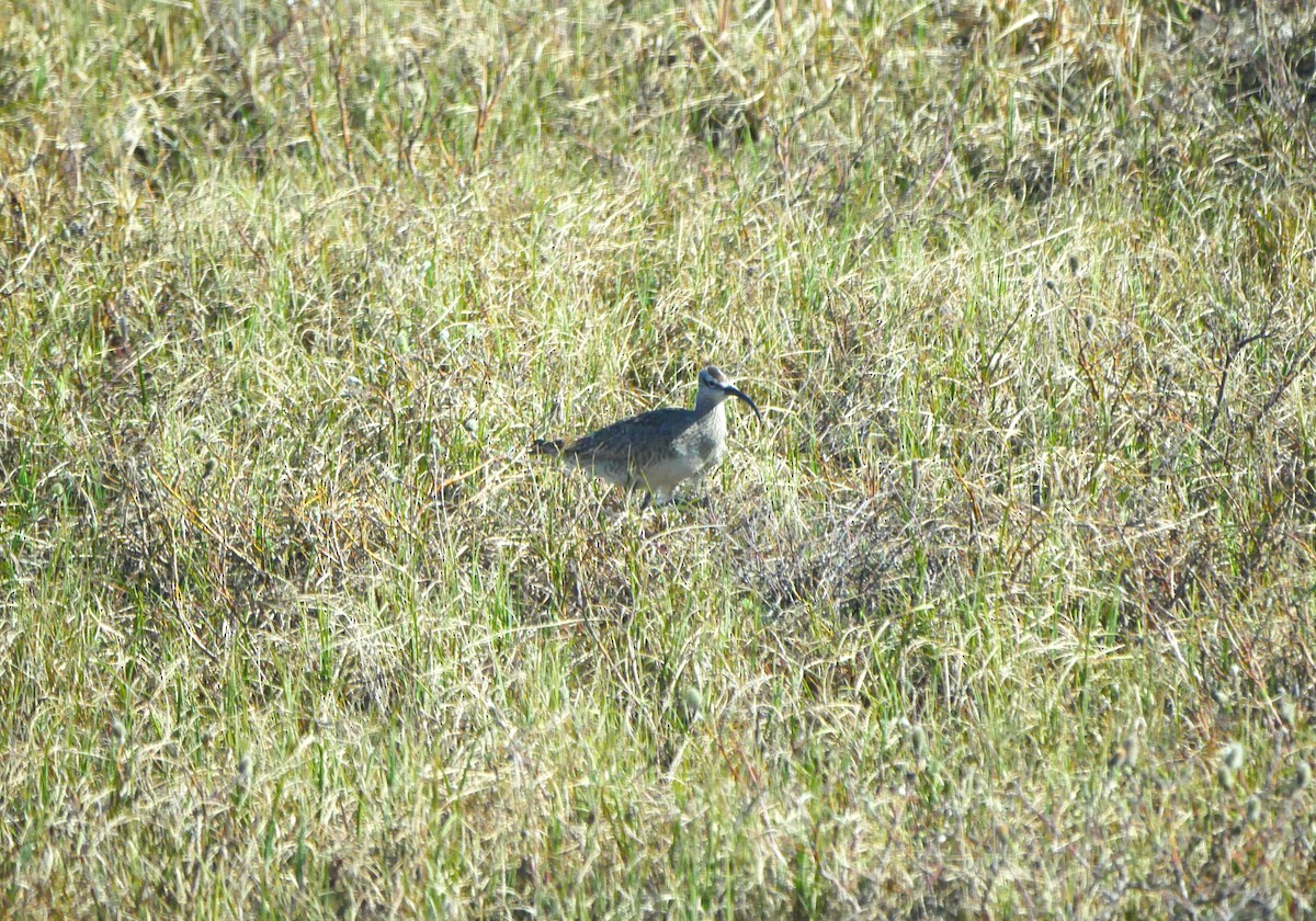 Regenbrachvogel - ML620682057