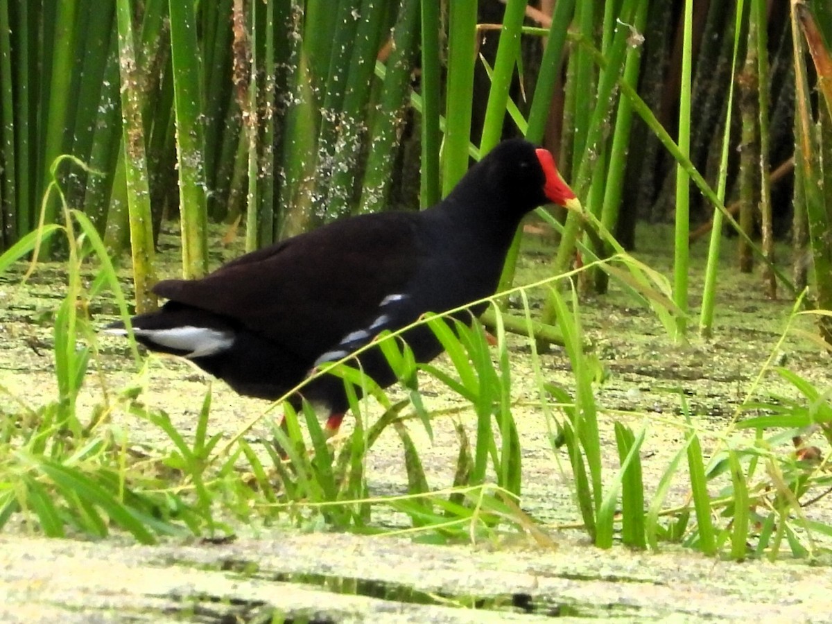 Common Gallinule - ML620682058