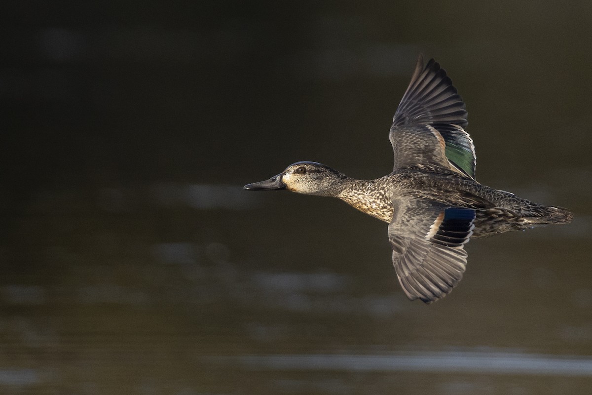 Green-winged Teal (American) - Michael Stubblefield