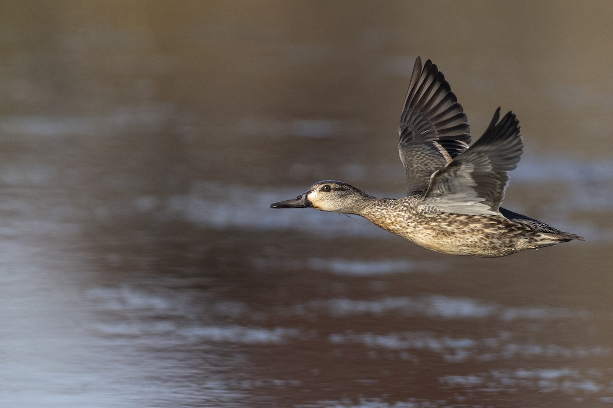 čírka obecná (ssp. carolinensis) - ML620682063