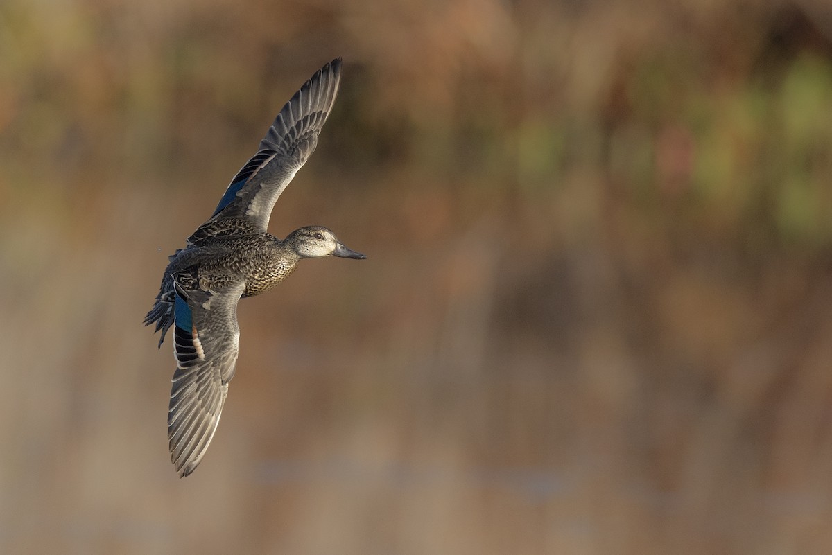 Green-winged Teal (American) - Michael Stubblefield