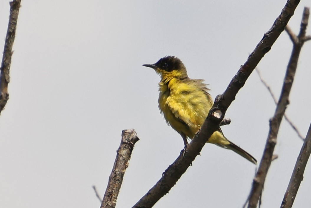 Western Yellow Wagtail (feldegg) - ML620682068