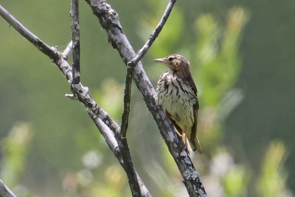 Tree Pipit - ML620682070