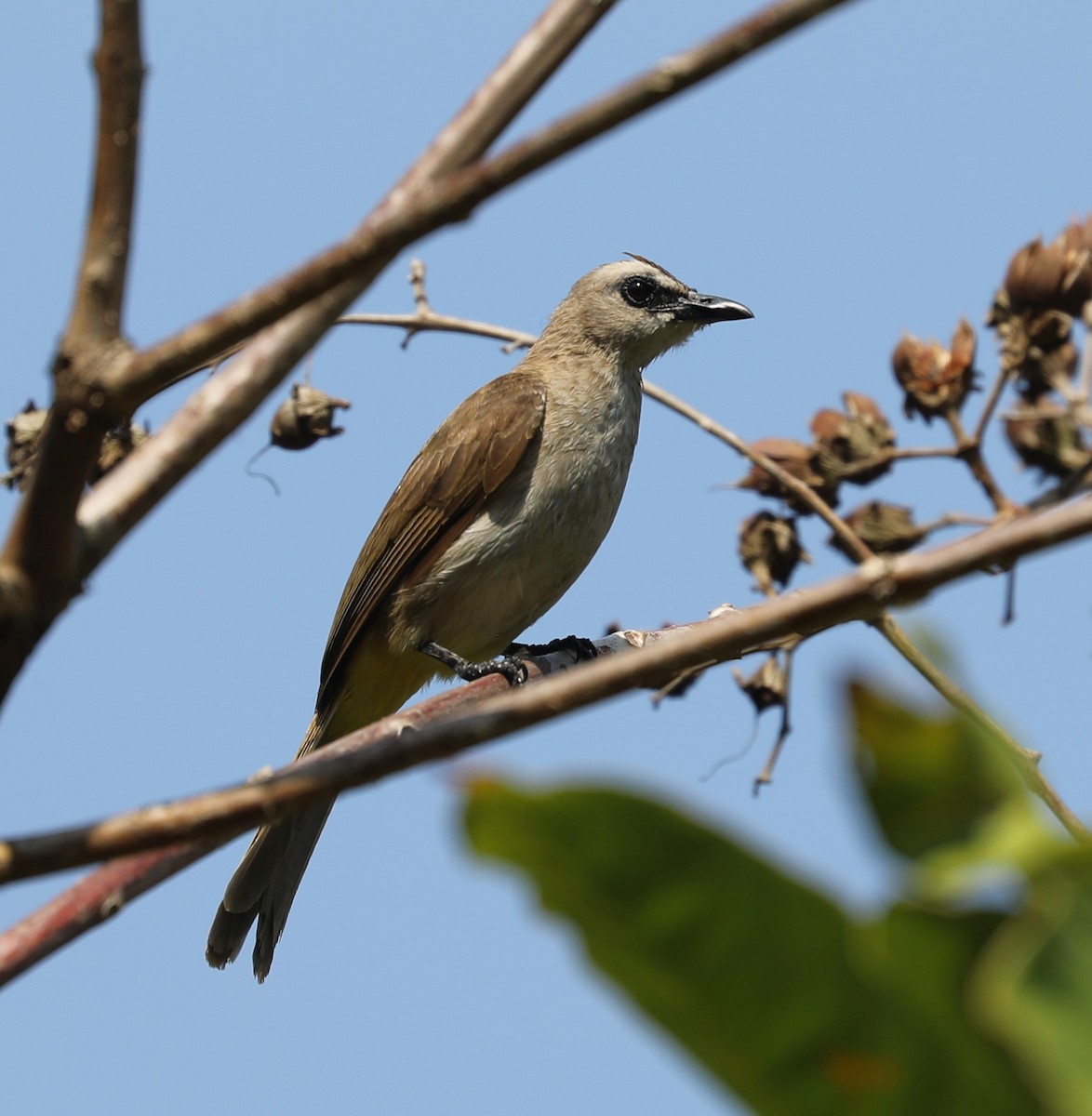 Yellow-vented Bulbul - ML620682071