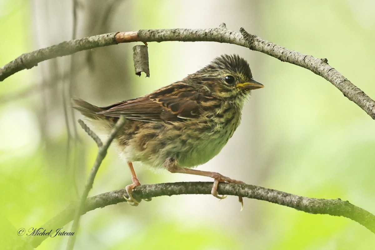 Swamp Sparrow - ML620682081