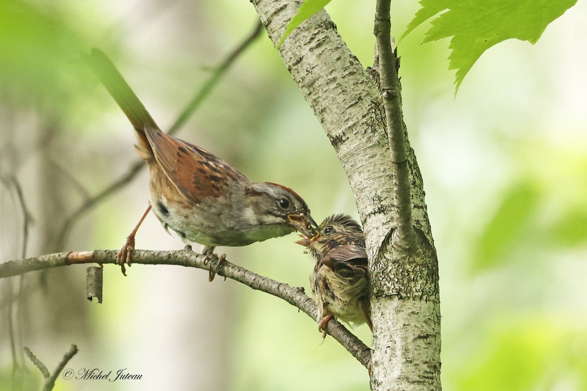 Swamp Sparrow - ML620682084