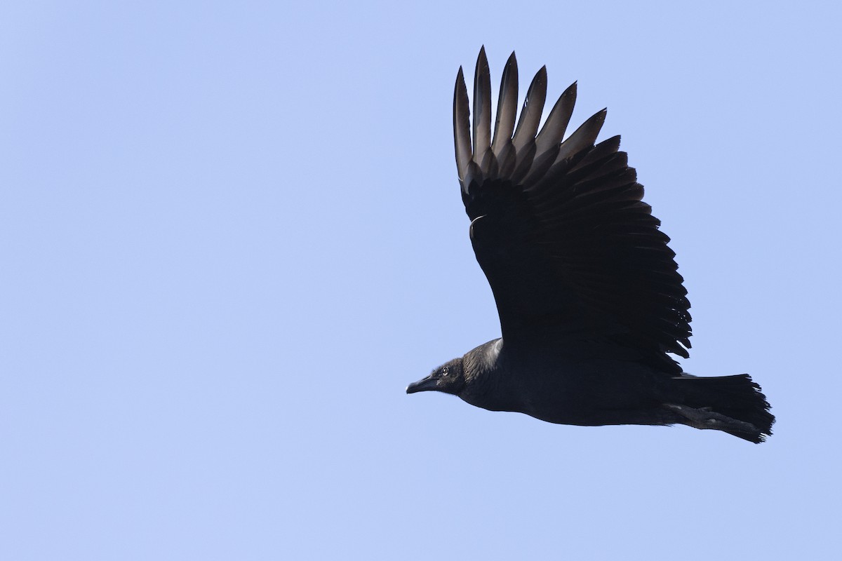 Black Vulture - ML620682105