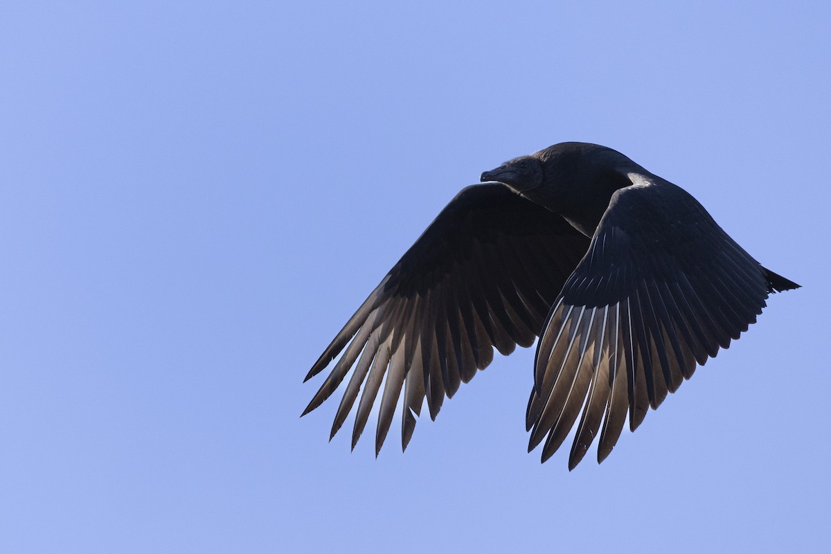 Black Vulture - ML620682106