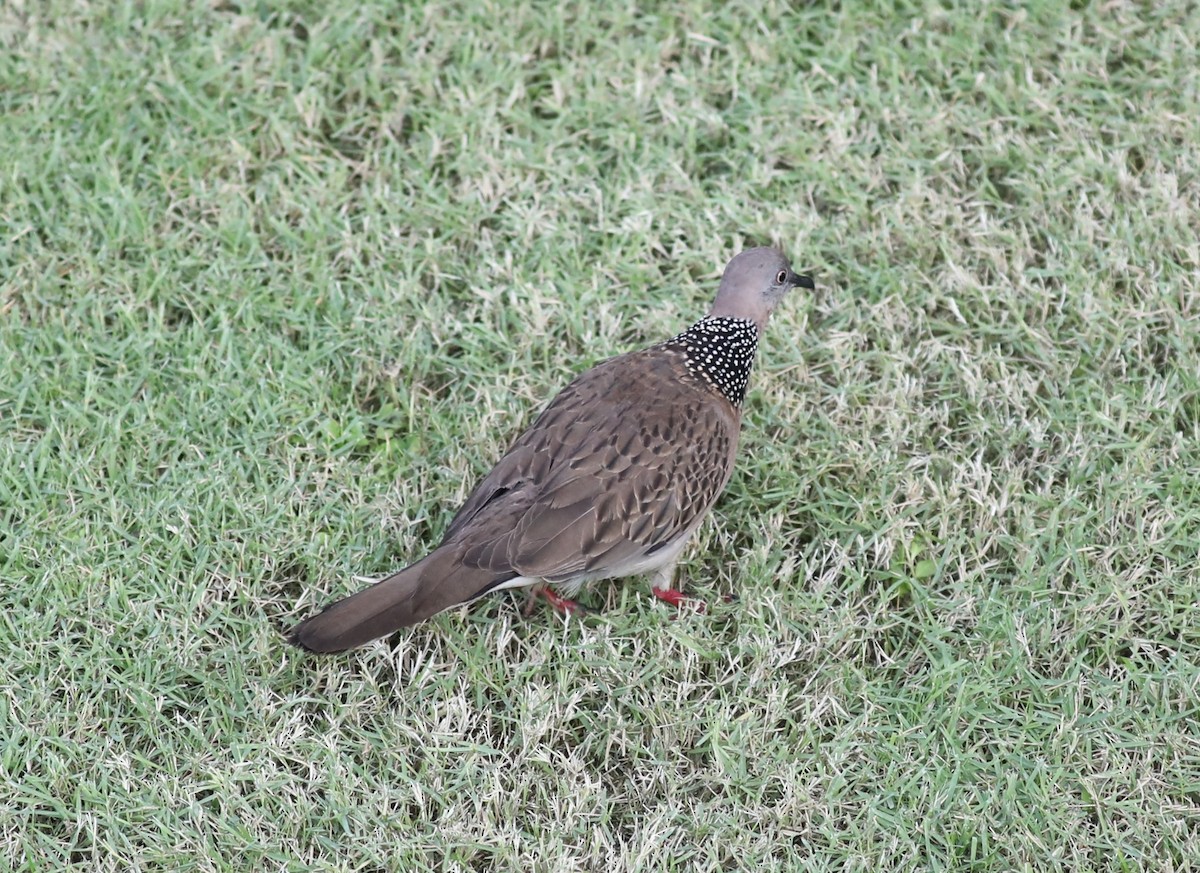 Spotted Dove - ML620682113