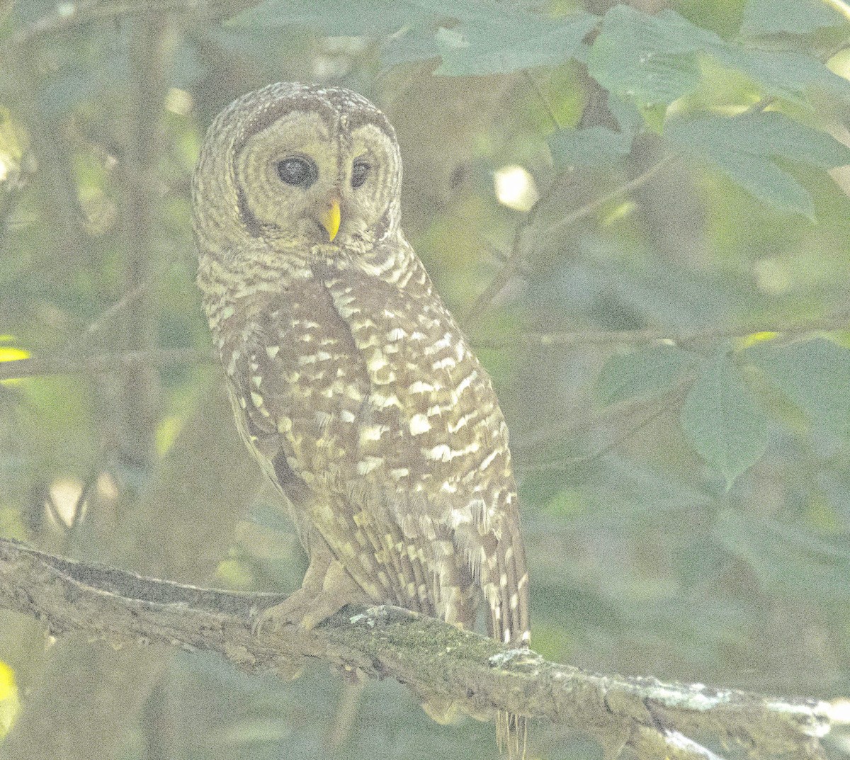 Barred Owl - ML620682118