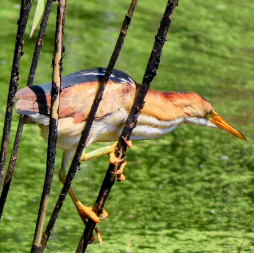 Least Bittern - Lani Sherman