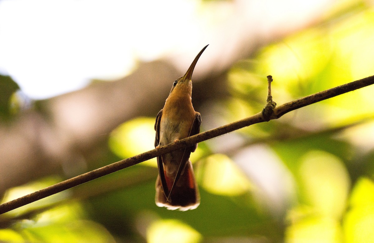 Rufous-breasted Hermit - ML620682124