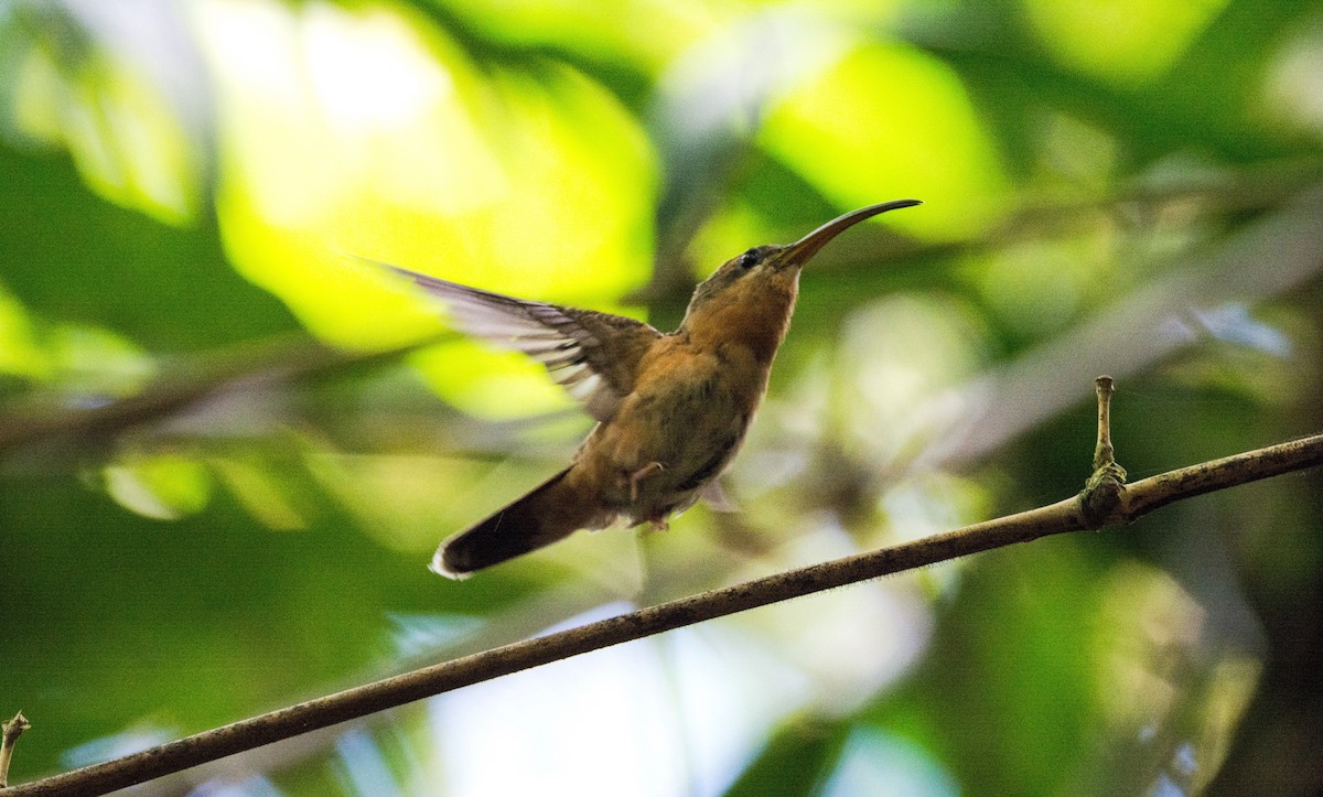 Rufous-breasted Hermit - ML620682125