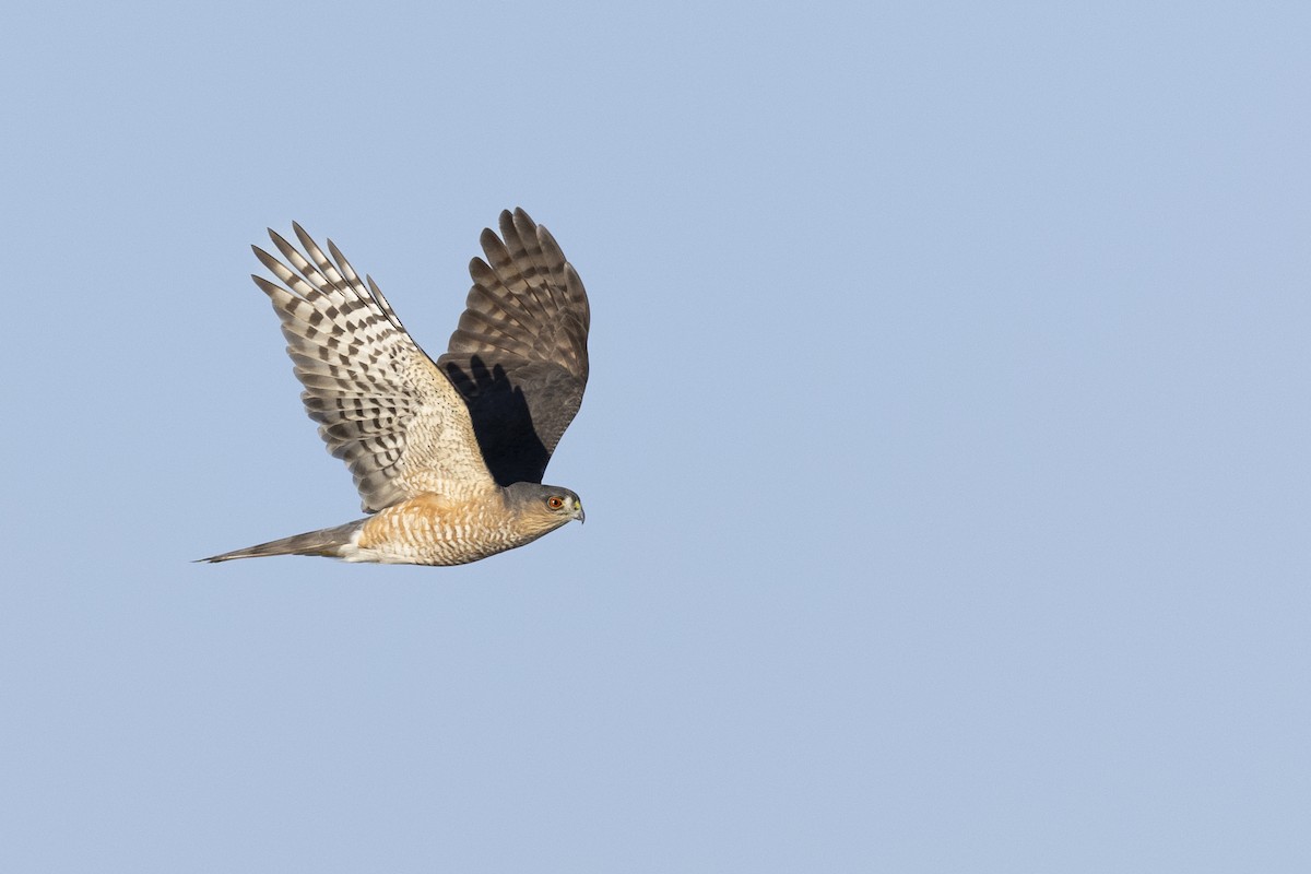 Sharp-shinned Hawk (Northern) - ML620682127