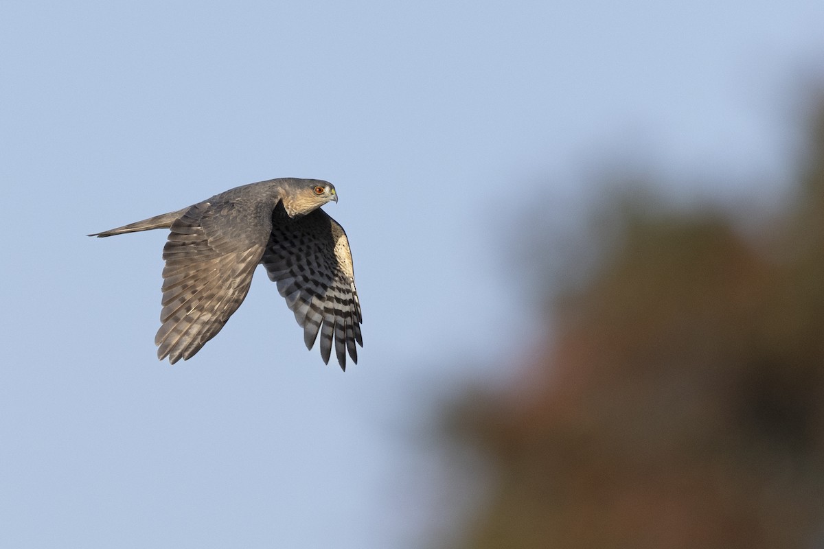 Sharp-shinned Hawk (Northern) - ML620682129