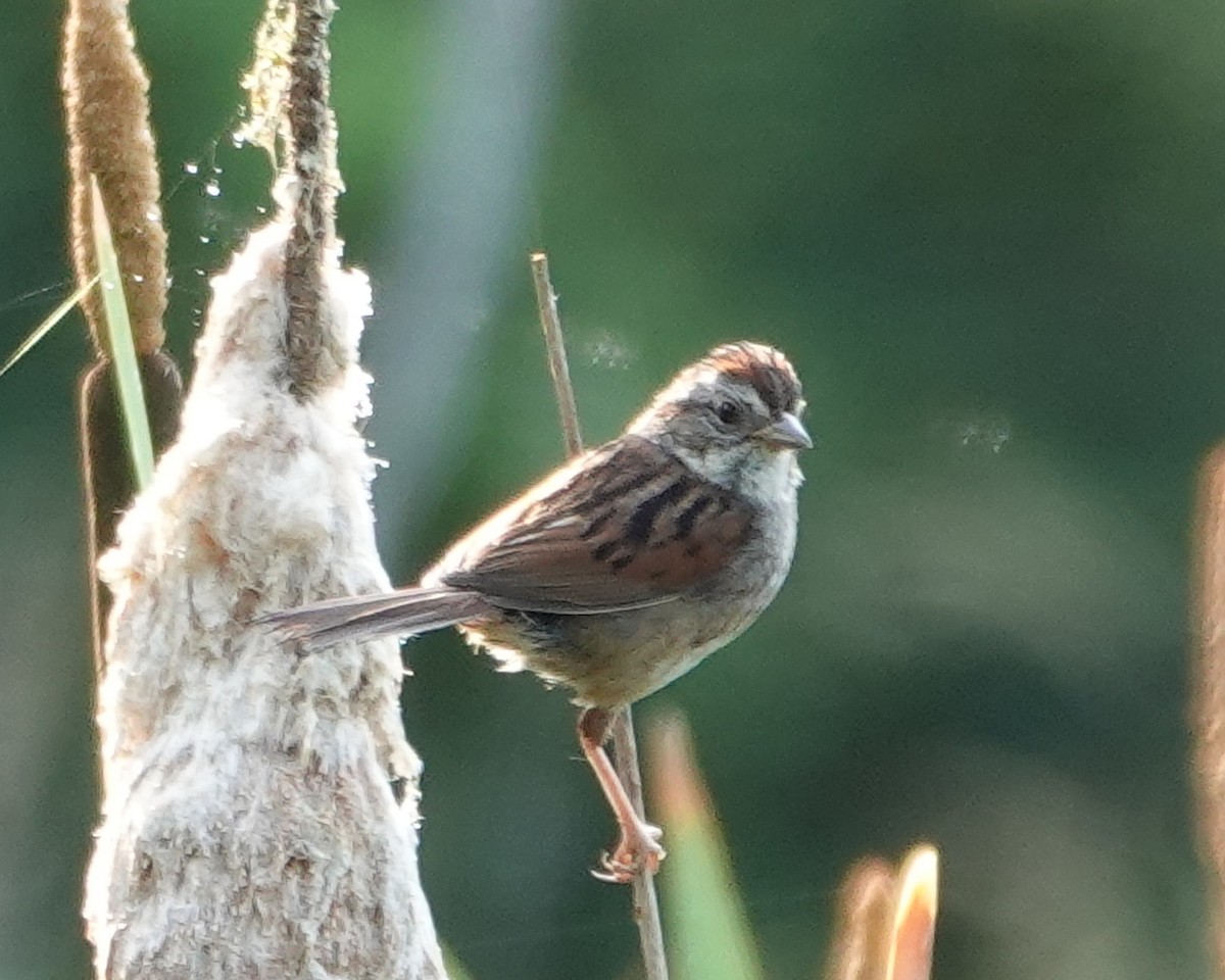 Swamp Sparrow - ML620682130