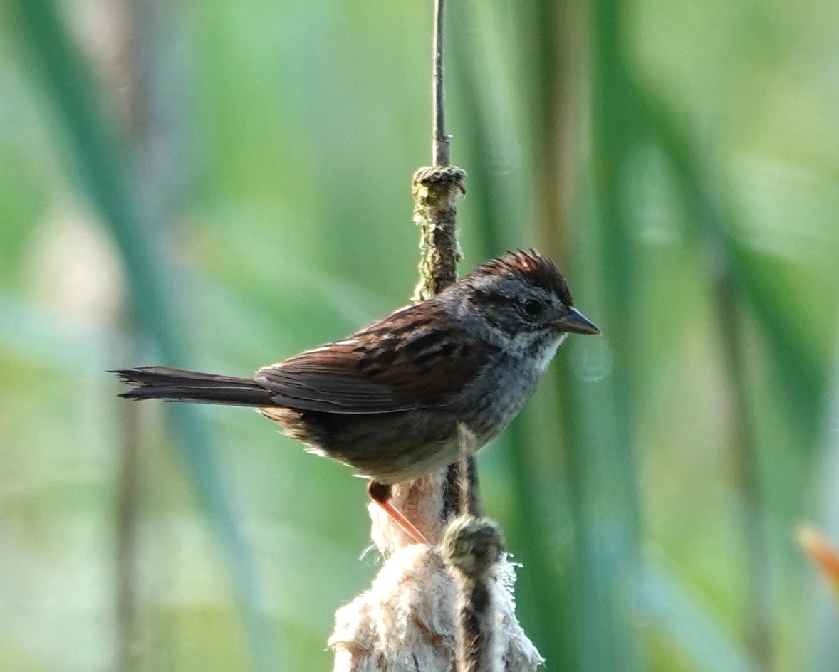 Swamp Sparrow - ML620682131