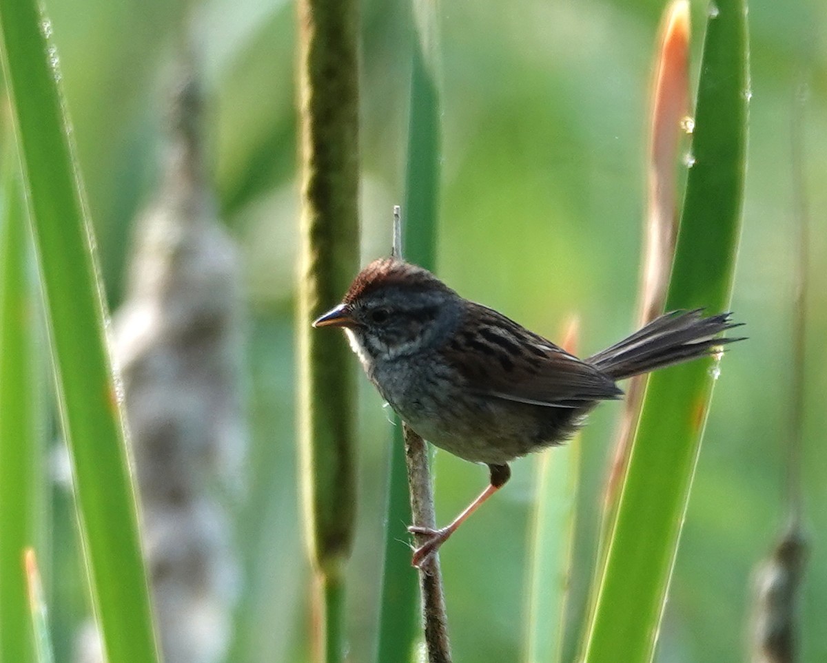Swamp Sparrow - ML620682132