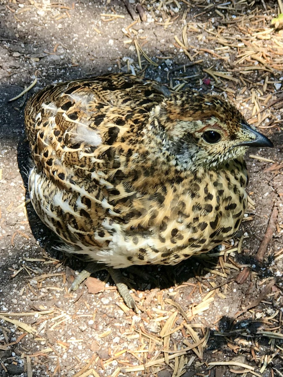 Spruce Grouse - ML620682134