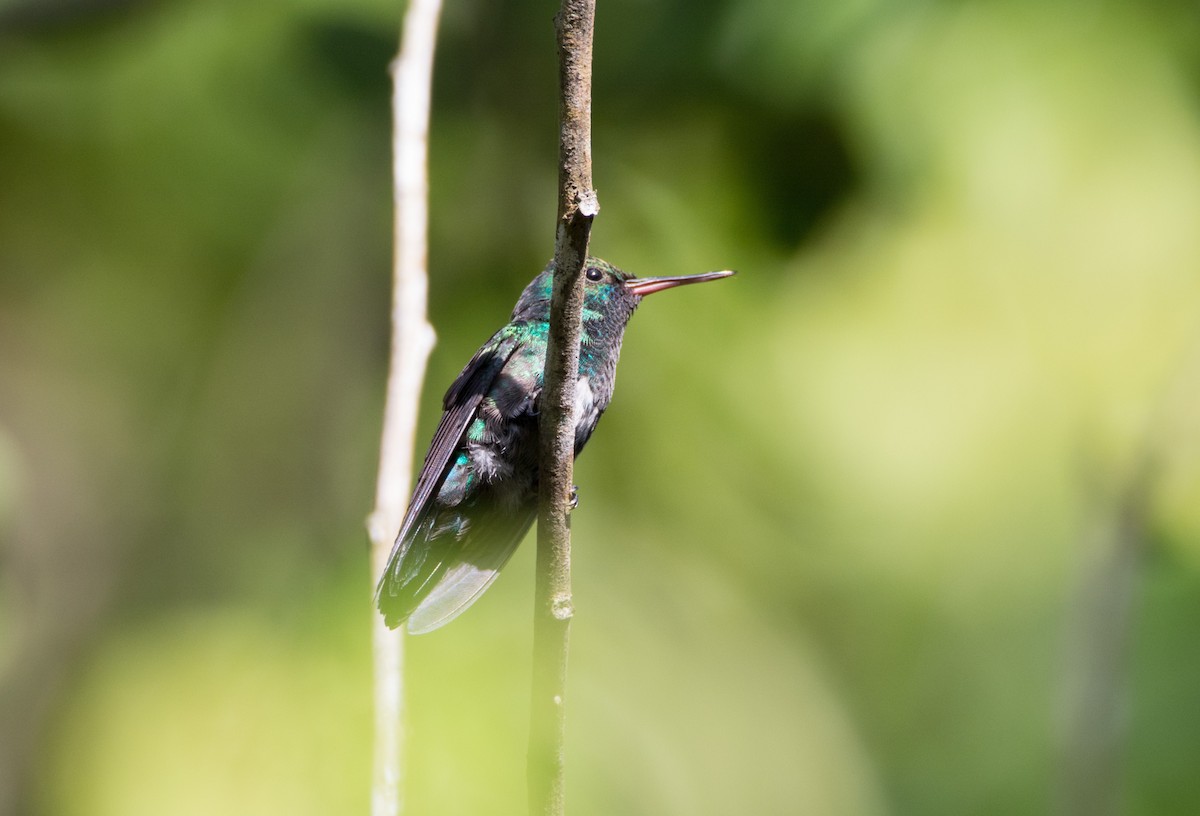 Colibri à menton bleu - ML620682136