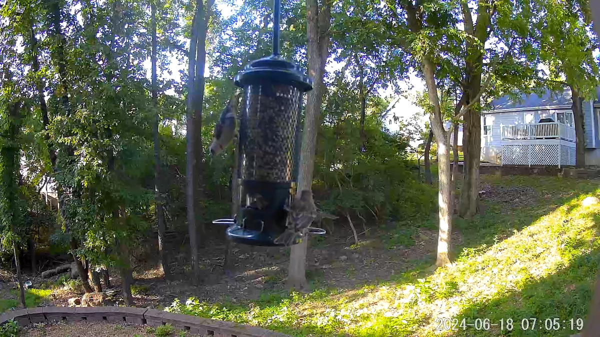 White-breasted Nuthatch - ML620682140