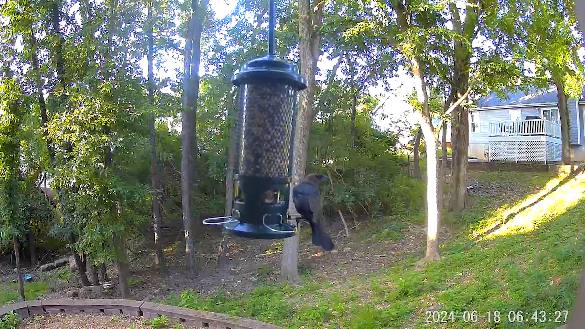 Brown-headed Cowbird - ML620682144