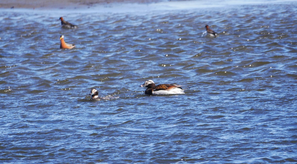 Long-tailed Duck - ML620682157