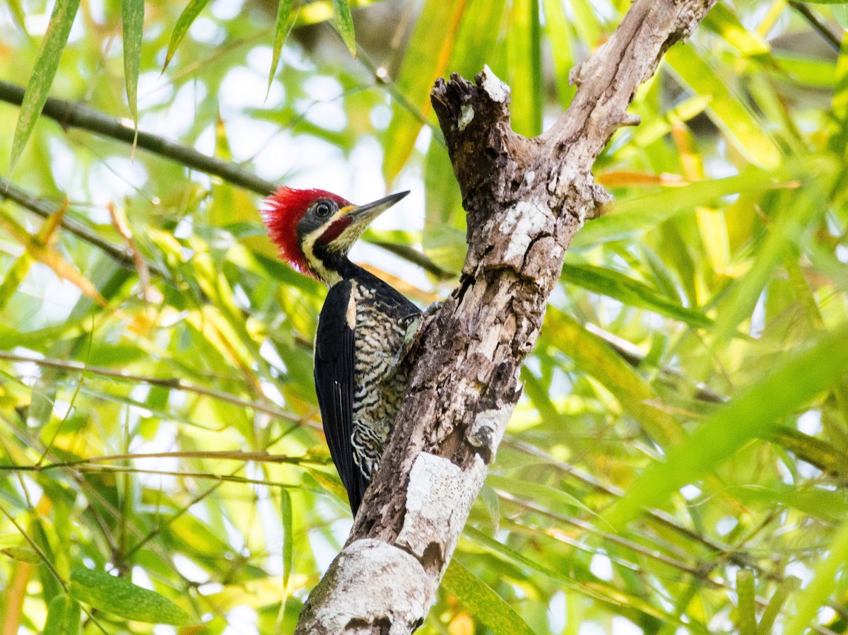 Lineated Woodpecker - Eduardo Vieira 17