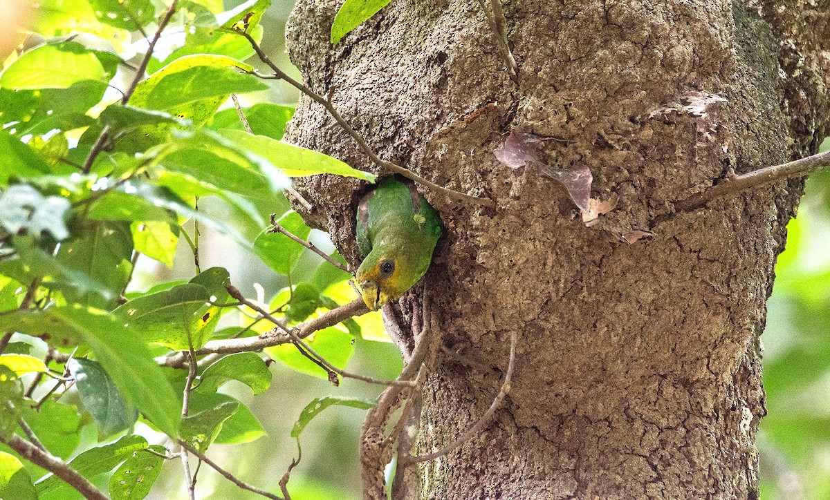 Golden-tailed Parrotlet - ML620682170